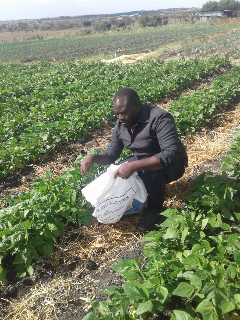 Jeremy Musila French beans