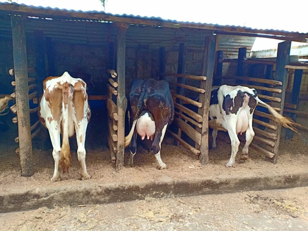 dairy cow milk shade