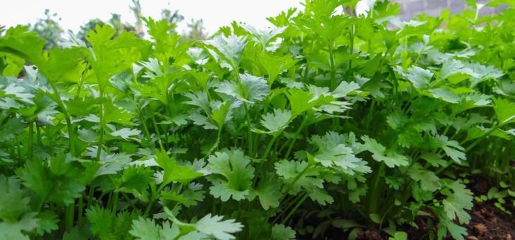 Dhania coriander