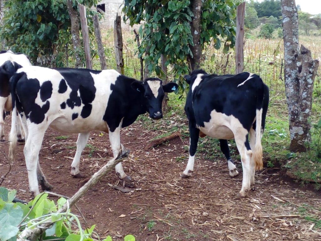 dominic cows 1
