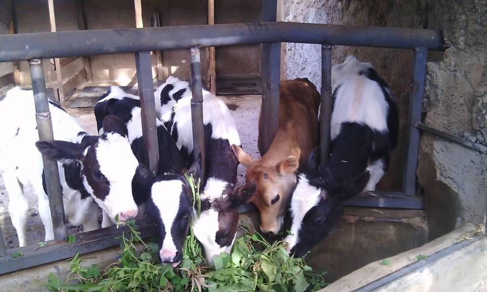 kariukis heifers
