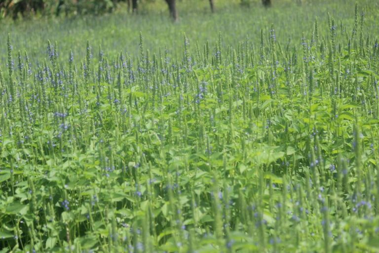 chia plant farm