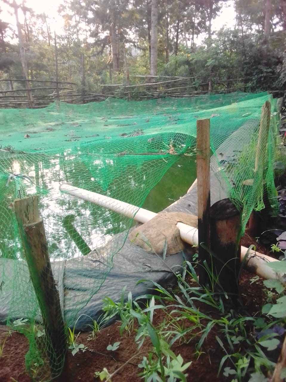 fish pond kamothoo