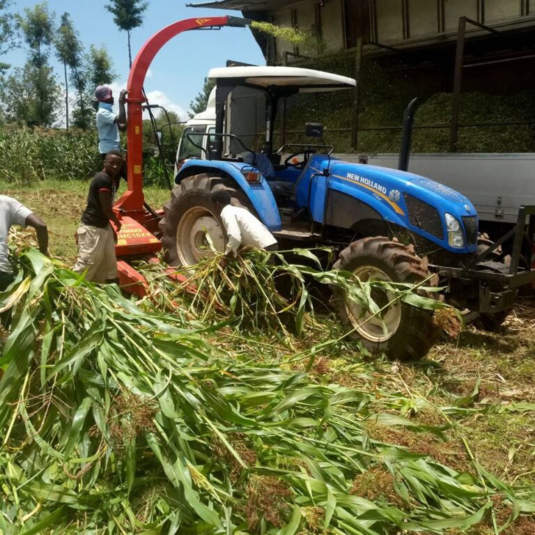 silage mugunda