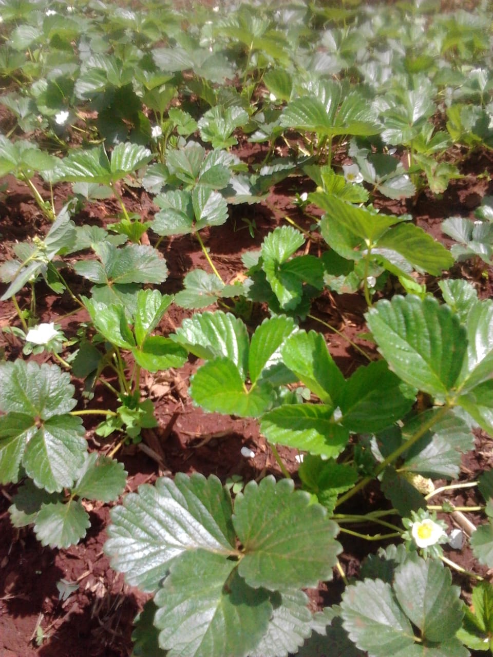strawberry kimani 2
