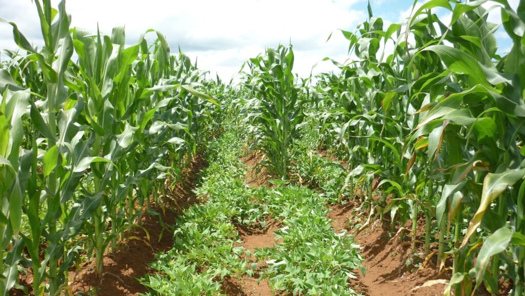 maize sweet potato