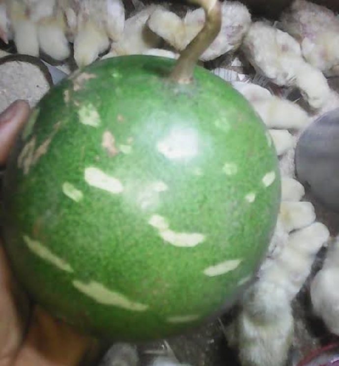 TAGIRI CHIRSMASS MELON