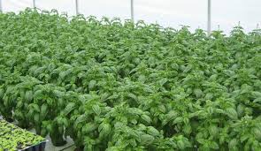 herb