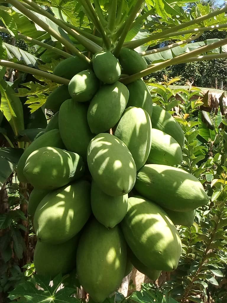 pawpaw fruit plant