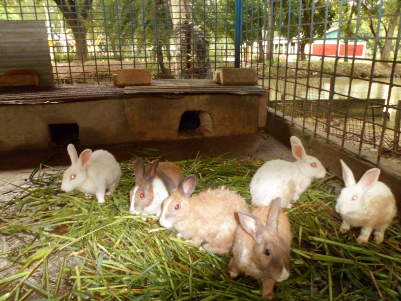 rabbit farming