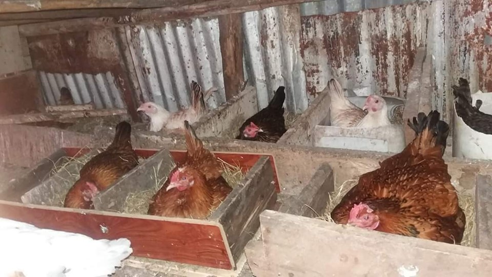 brooding chicken