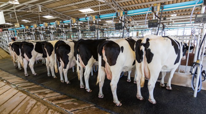 dairy cows shed
