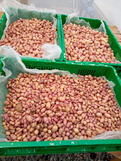 potato seed