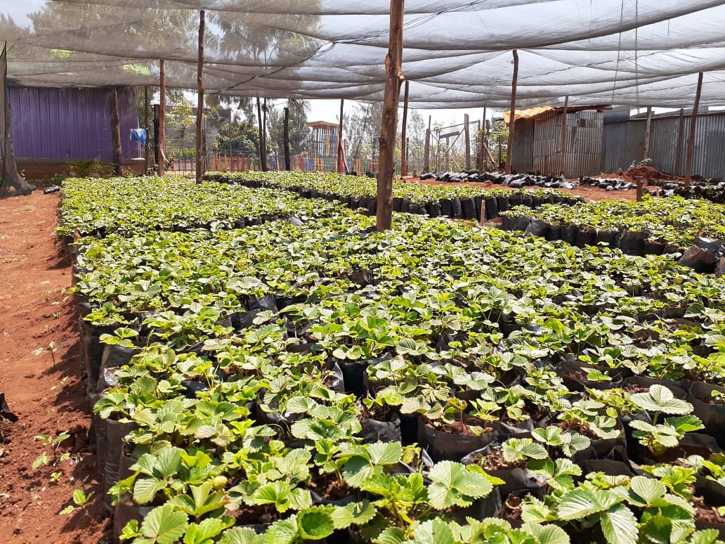berries seedlings bbbb