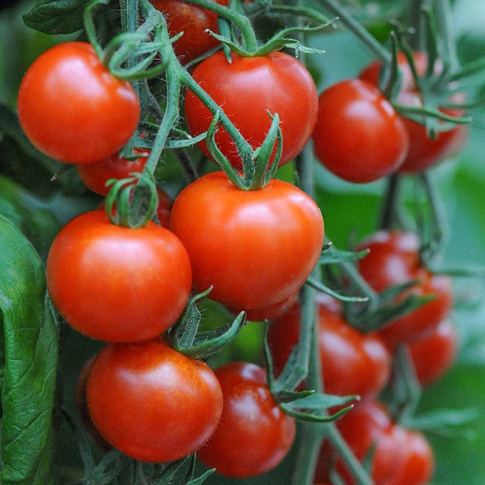 tomatoes 2