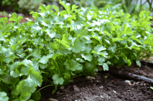 coriander dania farm kenya