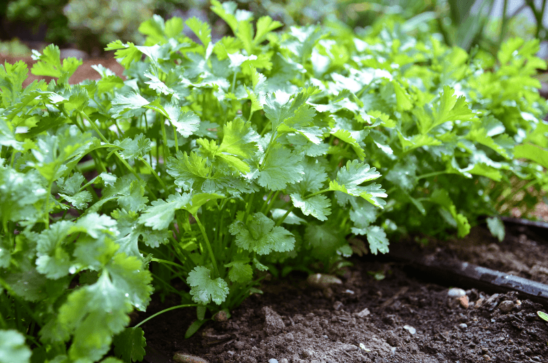 coriander dania farm kenya