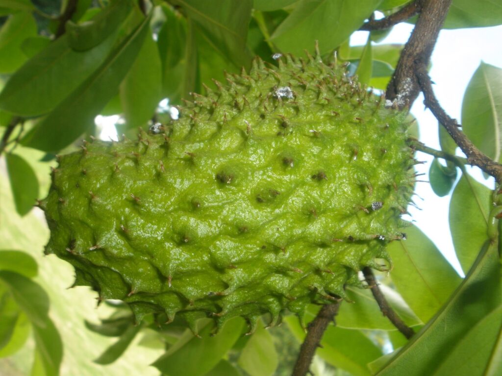 p6020006