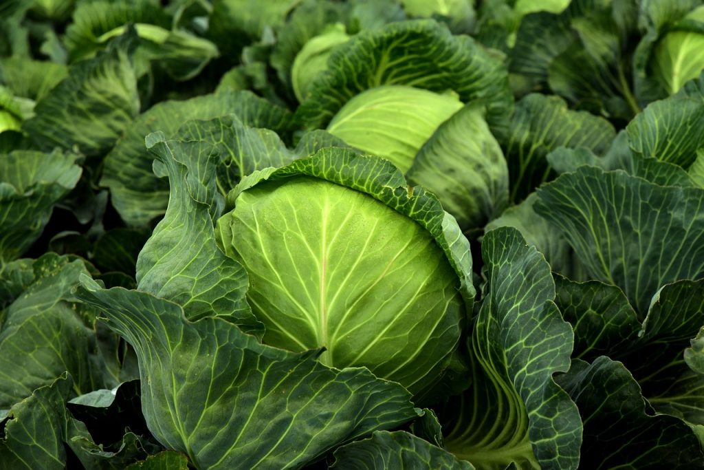kohl 3722517 1280 1024x683