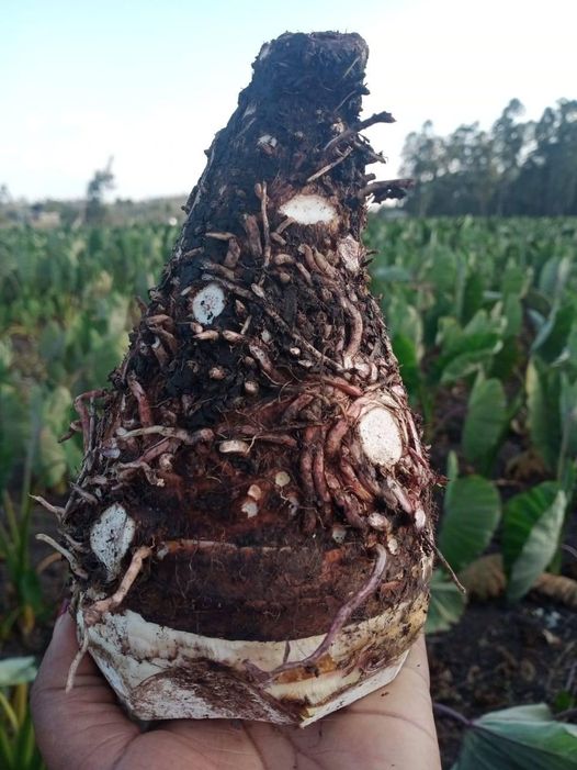 Arrowroot