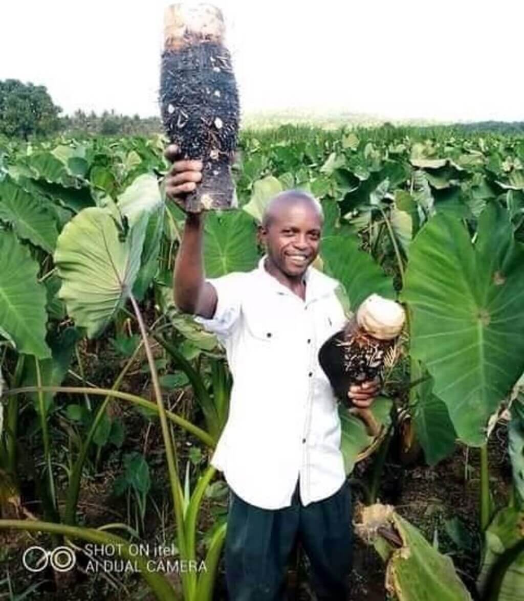 Arrowroot farming