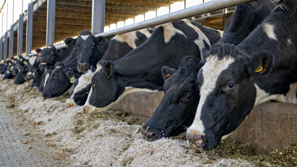 Cows feeding