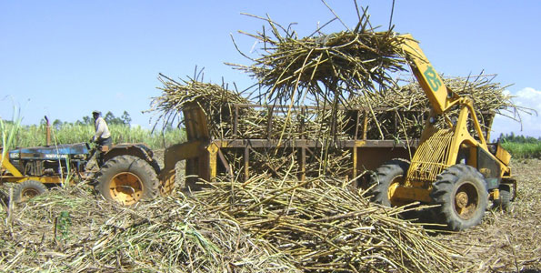 Sugar cANE fARMING kenya