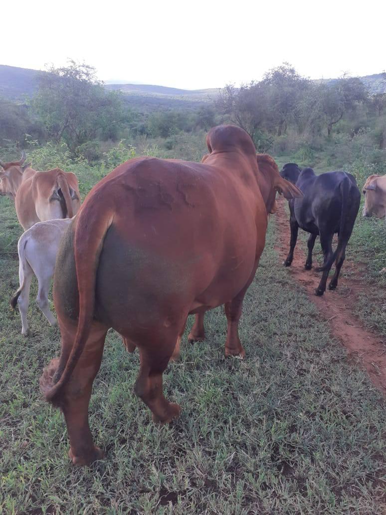 Sahiwall bull