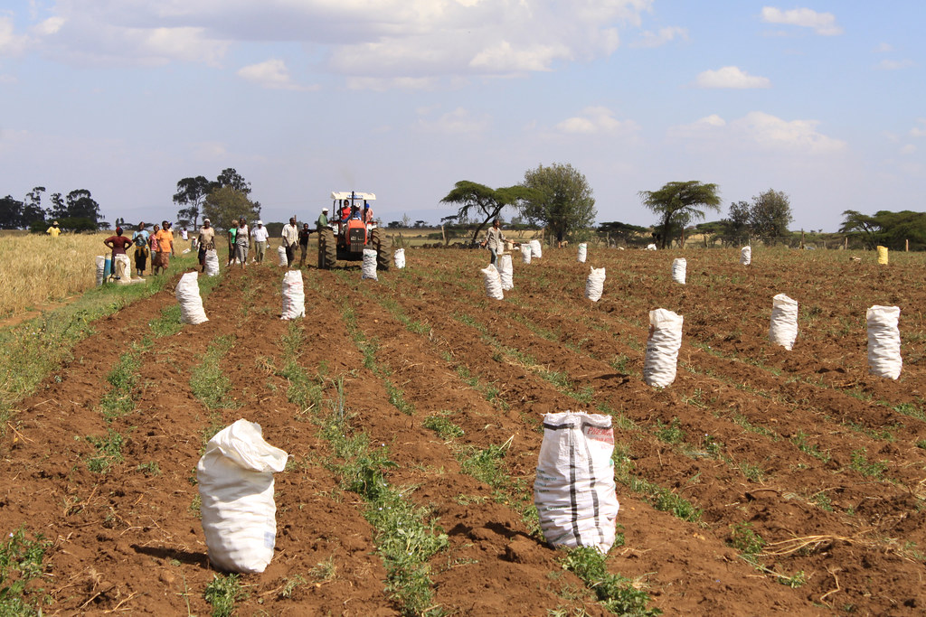 potato kenya