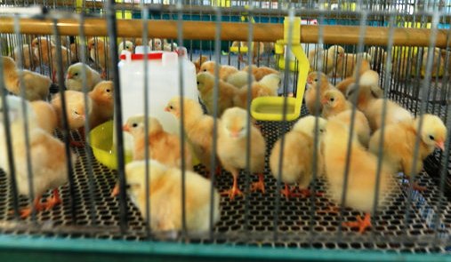 galvanized-baby-chicken-cage1.jpg