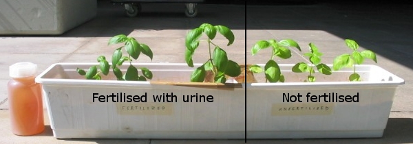 Reuse of urine fertilised and not fertilised basil experiment part I