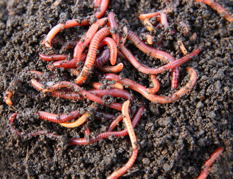 Redworms