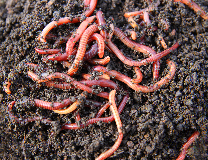 Redworms