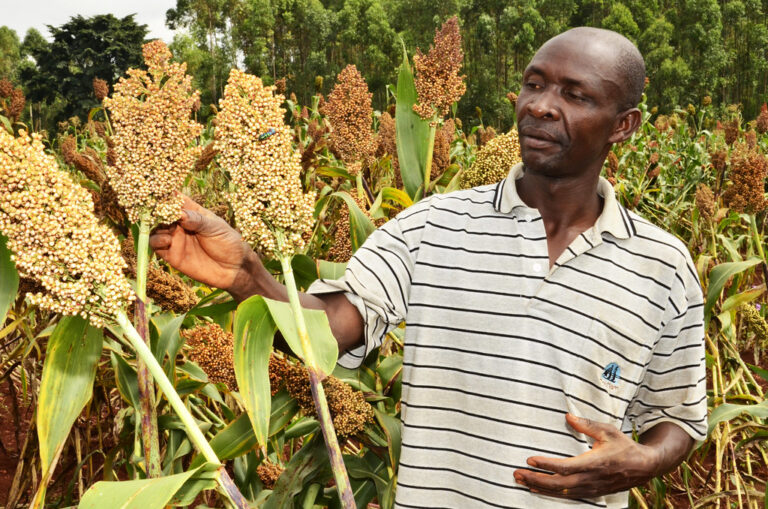 sorghum