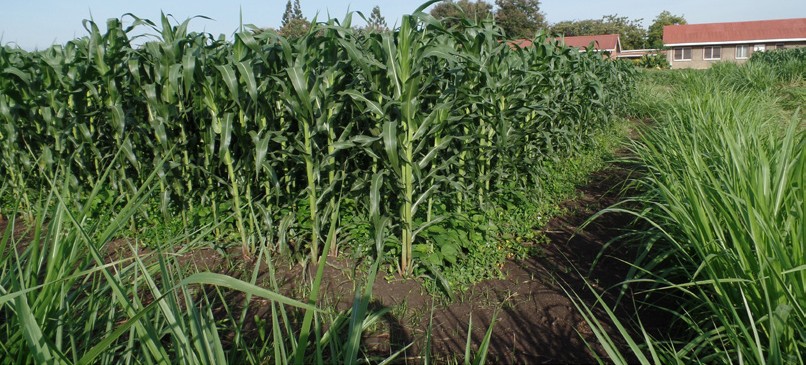 A Conventional Push Pull field with silverleaf desmodium and Napier grass 1