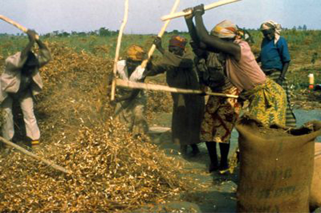 Women manually threshing harvested bean pods
