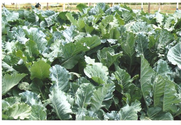organic sukumawiki