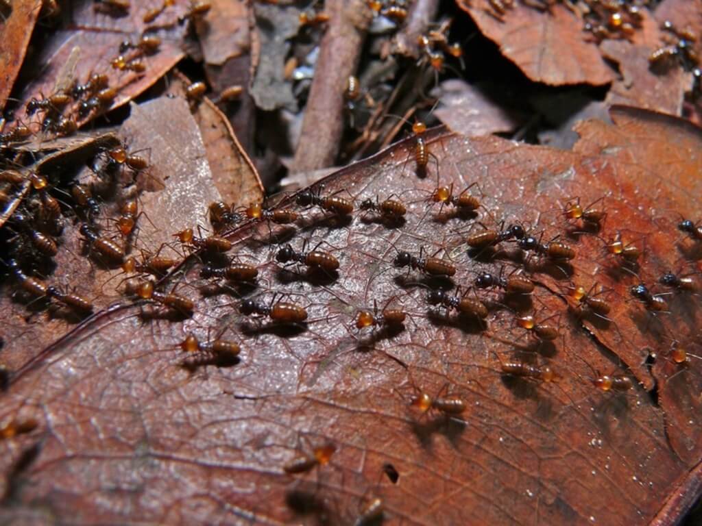 Termites