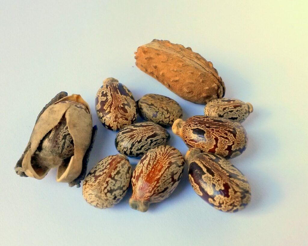 castor seeds