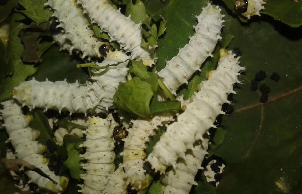 silkworm