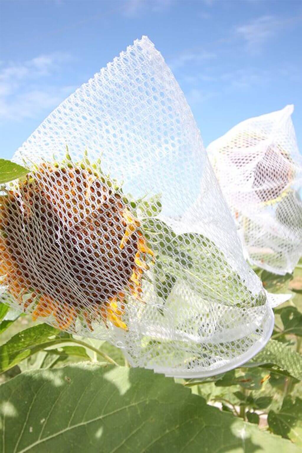 sunflower nets