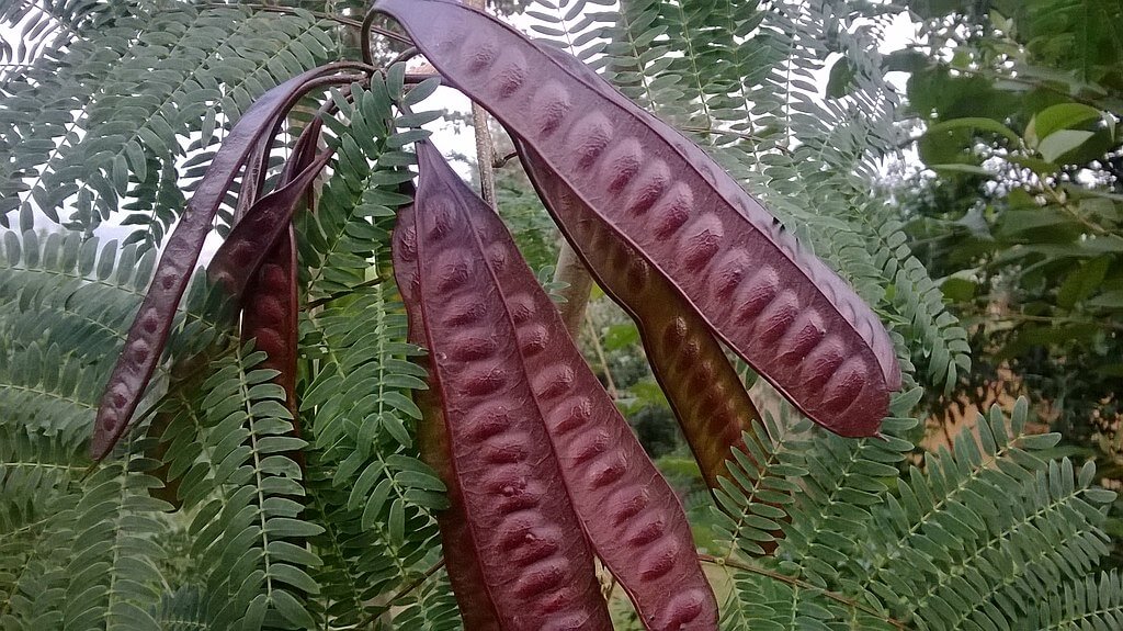 Leucaena