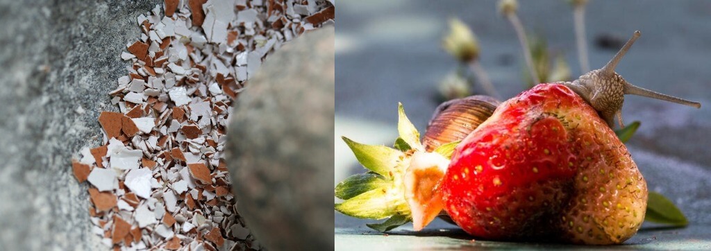 Strawberry eggshells snails