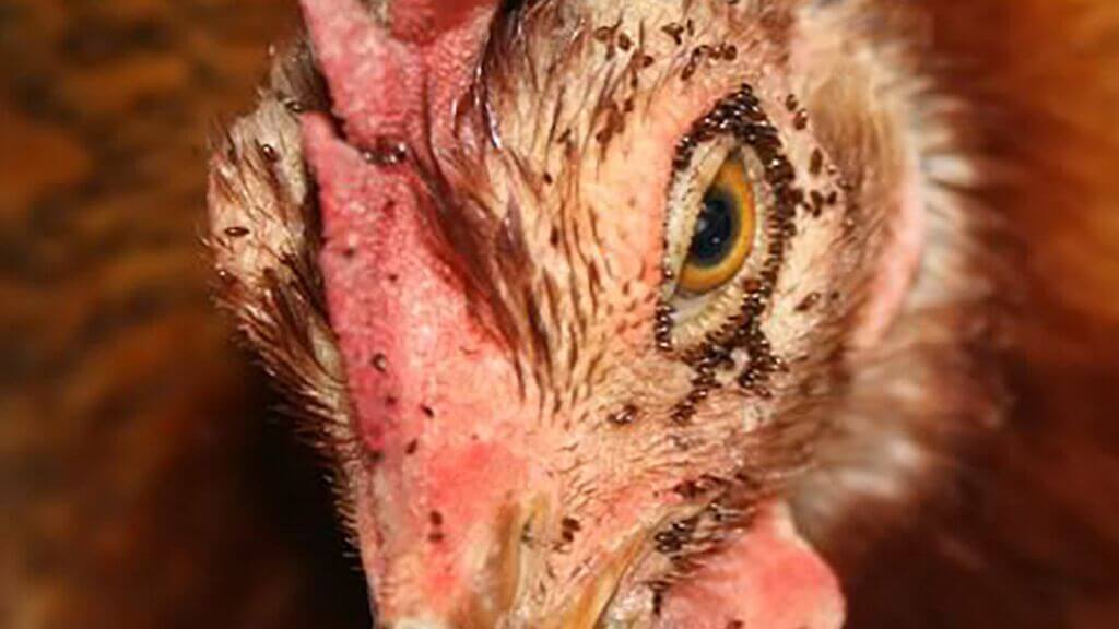 chicken mite